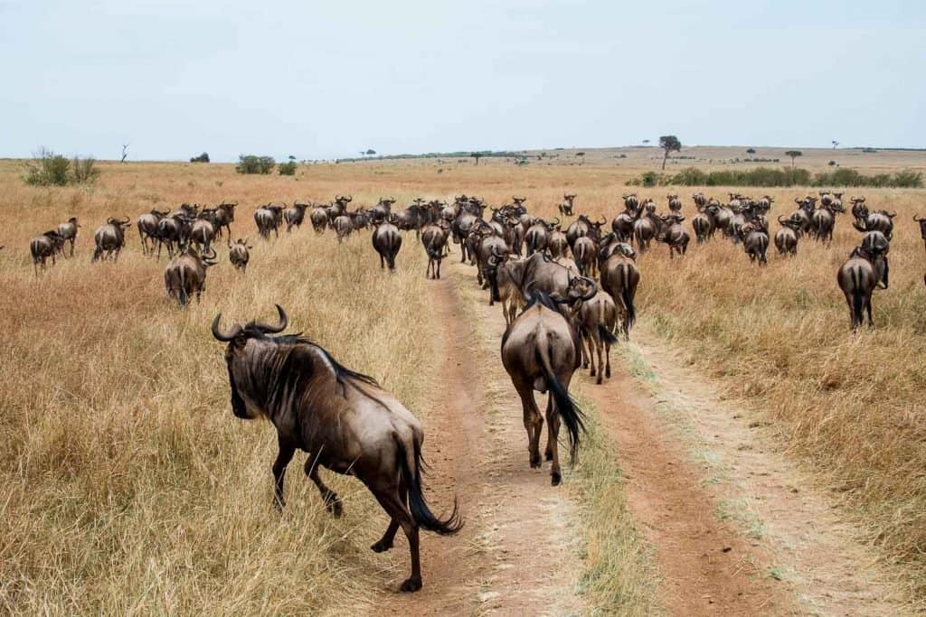 Great Wildebeest Migration Masai Mara Safari