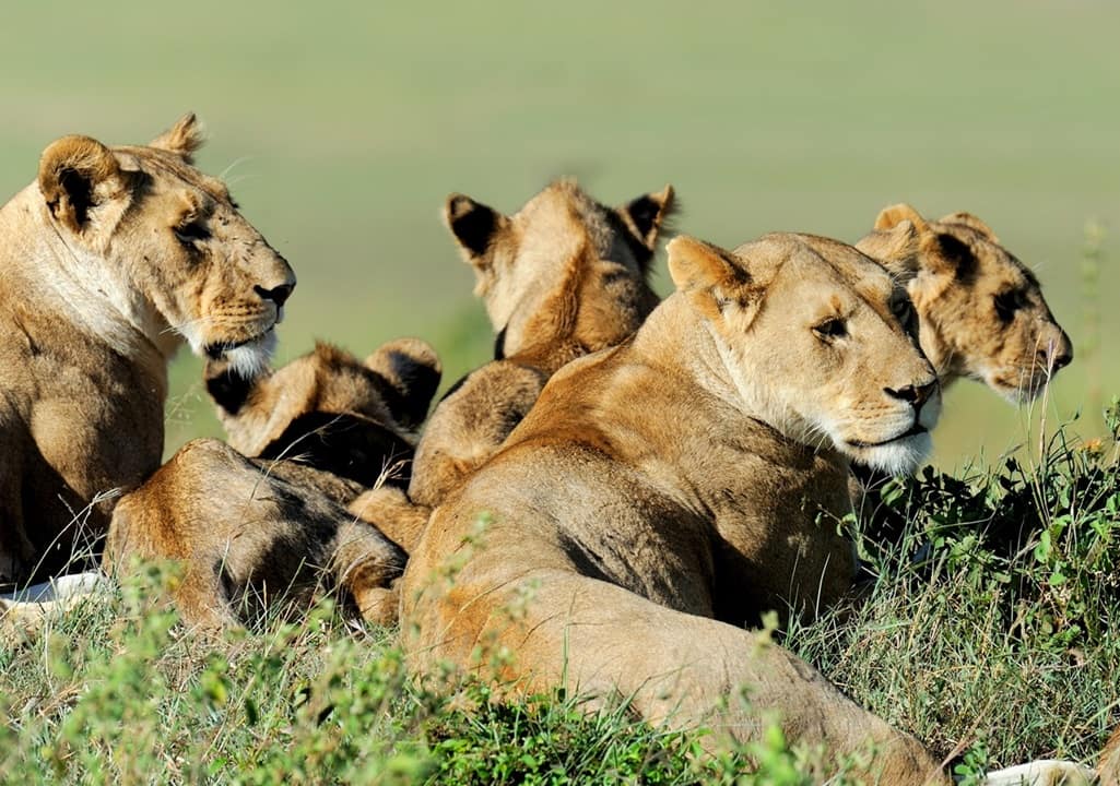 Kenyan Ultimate Safaris