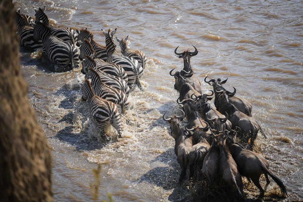 Great Wildebeest Migration Masai Mara Safari