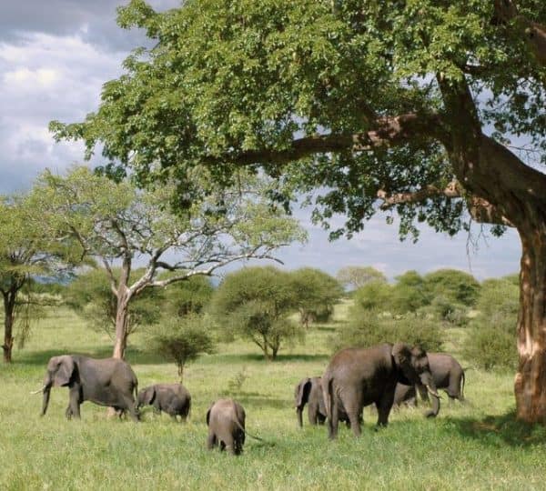 3 DAY TANZANIA LUXURY SAFARI