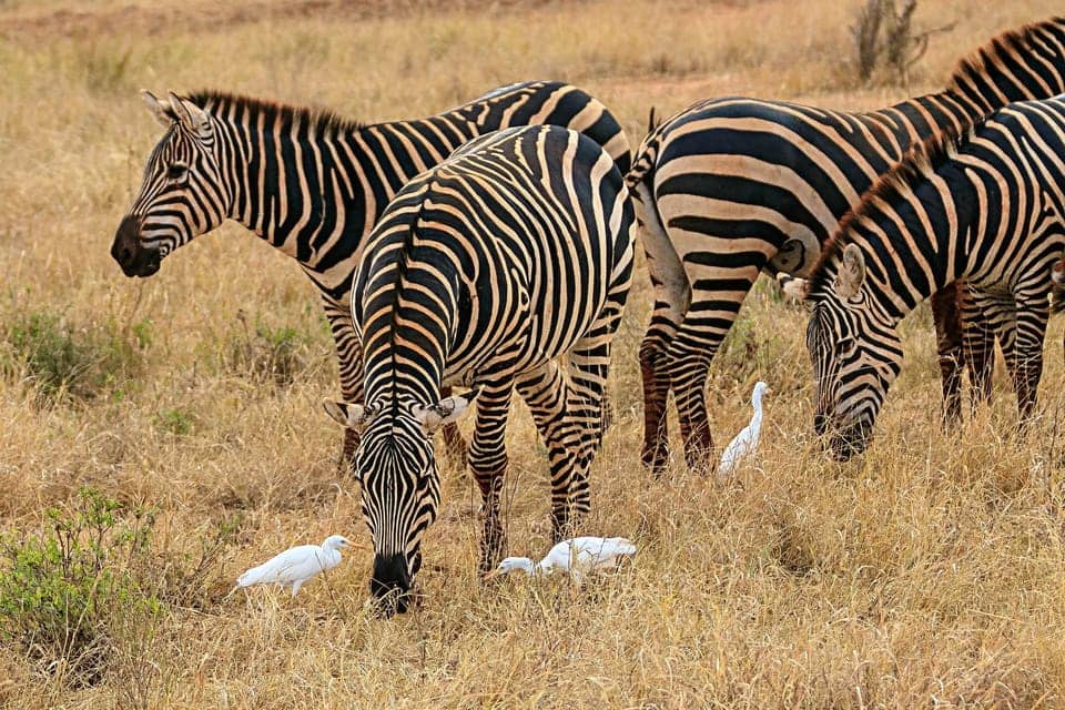 Amboseli Day trip