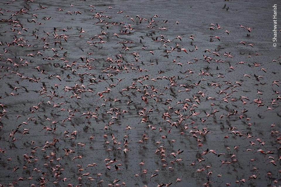 Lake Magadi Day Trip